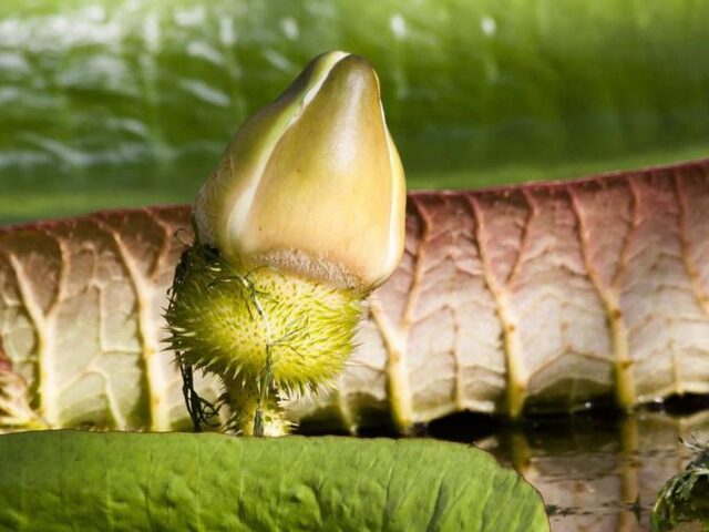 Victoria-Nacht in den Gruson-Gewächshäusern / Am 13. August bis 22.00 Uhr geöffnet