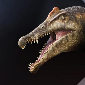 Terra X Doku: Unter Dinos – Geheimnisse der Urzeit – Der Vater (ZDF 19:30 – 20:15 Uhr)