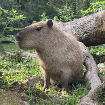 Rückkehr des größten Nagetiers der Welt: Capybaras