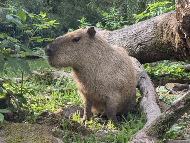 Rückkehr des größten Nagetiers der Welt: Capybaras