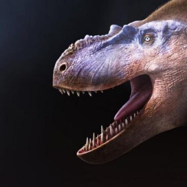 Terra X Doku: Unter Dinos – Geheimnisse der Urzeit – Das Rudel (ZDF 19:30 – 20:15 Uhr)