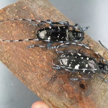 Asiatischer Laubholzbockkäfer: Auftreten in Magdeburger Quarantänezone erneut bestätigt