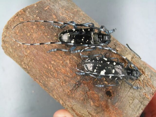 Asiatischer Laubholzbockkäfer: Auftreten in Magdeburger Quarantänezone erneut bestätigt