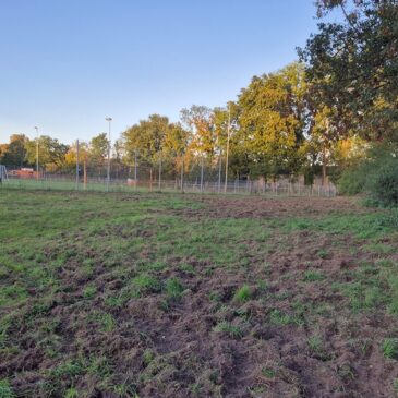 Vermehrte Wildschäden in Magdeburger Park- und Grünanlagen / Stadtpark, Herrenkrugpark, Wiesenpark und Großer Werder besonders betroffen