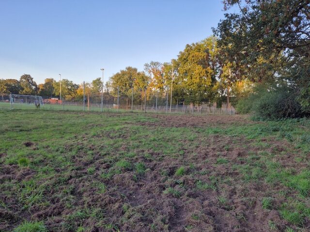 Vermehrte Wildschäden in Magdeburger Park- und Grünanlagen / Stadtpark, Herrenkrugpark, Wiesenpark und Großer Werder besonders betroffen