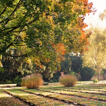 Auf den Spuren der TV-Dokumentation „Auf Leben und Tod – Der Westfriedhof Magdeburg“ / Rundgang am 17. Oktober um 16:30 Uhr