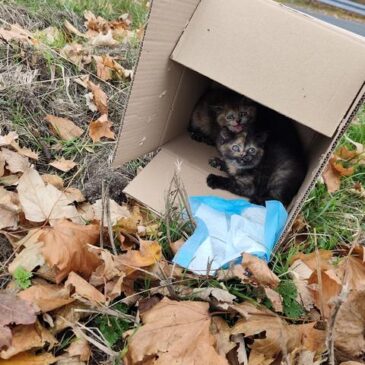Katzenbabys auf L88 ausgesetzt – Zeugenaufruf