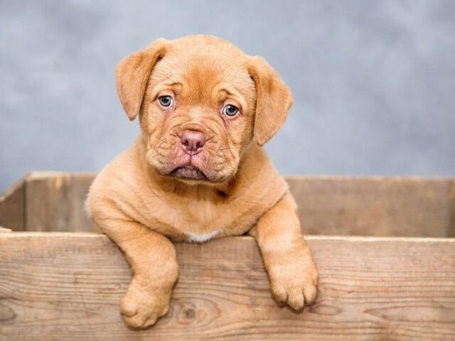 Hundesteuereinnahmen im 1. Halbjahr 2025 leicht gestiegen