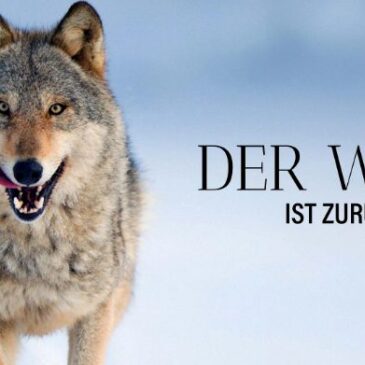 Doku: Wilder Grenzgänger – Der Wolf ist zurück (Arte  20:15 – 21:45 Uhr)
