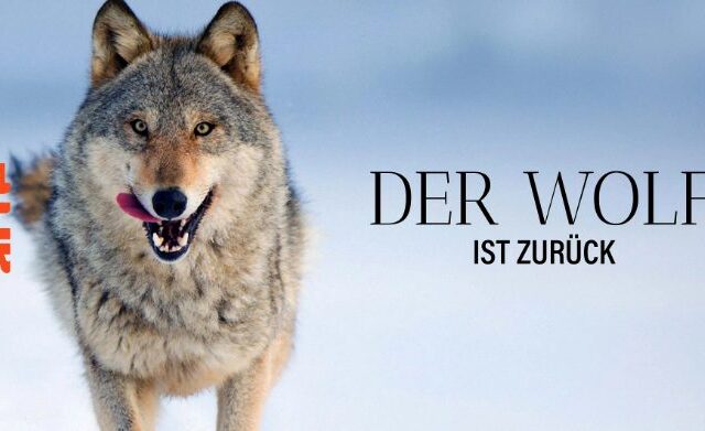 Doku: Wilder Grenzgänger – Der Wolf ist zurück (Arte  20:15 – 21:45 Uhr)