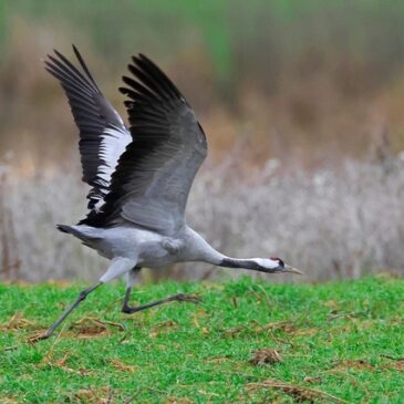 Kranichsterben im UNESCO-Biosphärenreservat Drömling