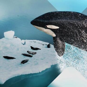 Terra X: Orcas der Antarktis – Jäger im Eis (ZDF  19:30 – 20:15 Uhr)