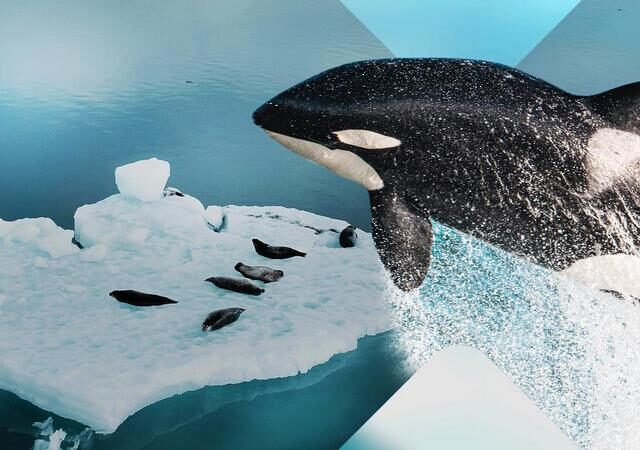 Terra X: Orcas der Antarktis – Jäger im Eis (ZDF  19:30 – 20:15 Uhr)