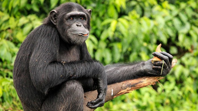 Tierdoku: Tiere im Rausch – Happy Hour der Evolution (1) (Das Erste  20:15 – 21:00 Uhr)