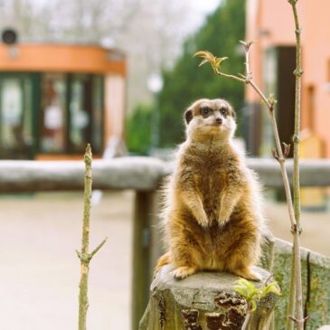 Ausflugstipp: Winterlicher Zoospaziergang zwischen den Jahren