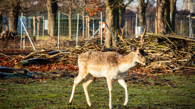 Tropische Weihnachten mit hunderten flatternden „Weihnachtsengeln“