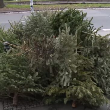Hinweise zur Entsorgung von Weihnachtsbäumen und zu Reinigungspflichten am Neujahrstag