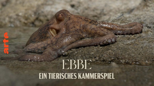 Doku: Ebbe – Ein tierisches Kammerspiel (Arte  20:15 – 21:45 Uhr)