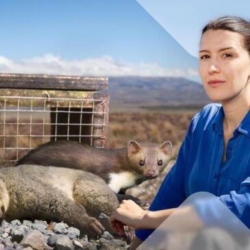 Terra X: Faszination Erde – Neuseeland: Lizenz zum Töten (ZDF 19:30 – 20:15 Uhr)