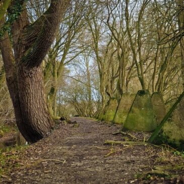 Waldbesitzerverband Sachsen-Anhalt kritisiert Walderwerb durch Naturschützer