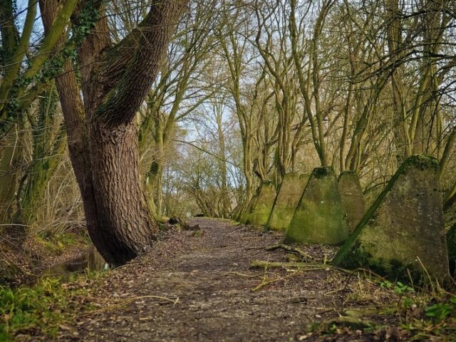 Waldbesitzerverband Sachsen-Anhalt kritisiert Walderwerb durch Naturschützer
