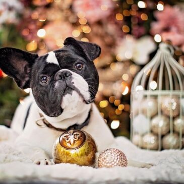 Hunde-Weihnachtsmarkt in Magdeburg kurzfristig abgesagt