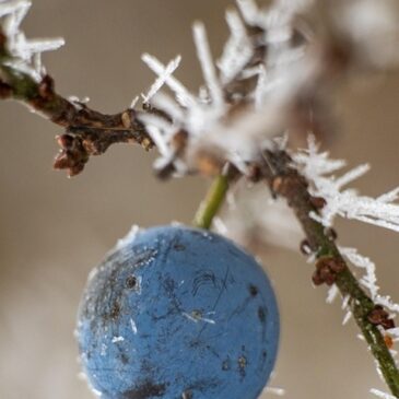 Wetter in Deutschland: Frost statt Schnee zu Weihnachten