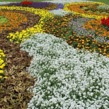 Landesgartenschau in Wittenberg erst 2028