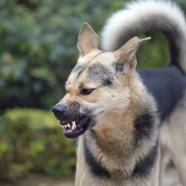 Tollwut (Rabies) – eine tödliche Gefahr für Mensch und Tier