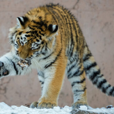 Ausflugstipp: Sibirisches Lagerfeuer heute ab 11:00 Uhr im Zoo Magdeburg