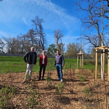 Ersatzpflanzung nach Deichbau im Herrenkrug: Hochwasserbetrieb sorgt für frisches Grün