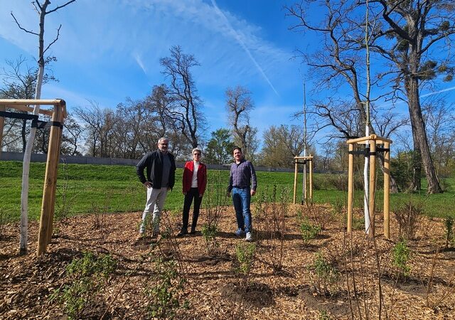 Ersatzpflanzung nach Deichbau im Herrenkrug: Hochwasserbetrieb sorgt für frisches Grün