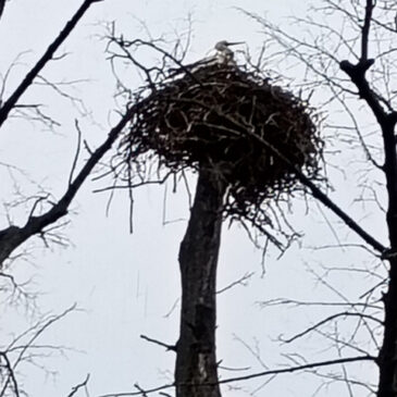 Temporäre Sicherung eines Baumes für Natur- und Artenschutz / Storchenpaar im Herrenkrugpark