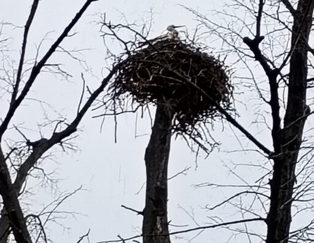 Temporäre Sicherung eines Baumes für Natur- und Artenschutz / Storchenpaar im Herrenkrugpark