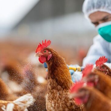 Stallpflicht für Geflügel in Magdeburg wird aufgehoben / Ausstellungen, Märkte und Veranstaltungen sind weiterhin verboten