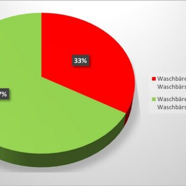Nachweis des Waschbärspulwurms im Landkreis Börde: Monitoring liefert aktuelle Ergebnisse
