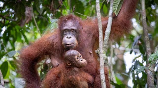 Doku: Orang-Utans – So nah wie nie (Das Erste  20:15 – 21:00 Uhr)
