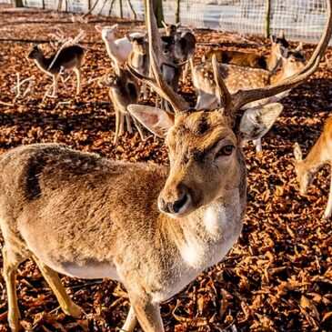 Auf Tuchfühlung mit Spießern und Schauflern im Elbauenpark / Damwildfütterung am Mittwoch
