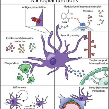 Immunsystem im Gehirn: Studie aus Magdeburg stärkt die Idee der Präzisionspsychiatrie