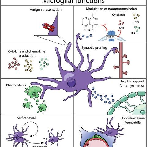 Immunsystem im Gehirn: Studie aus Magdeburg stärkt die Idee der Präzisionspsychiatrie