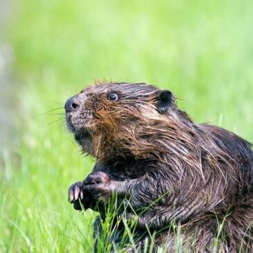 Am heutigen 7. April ist Welt-Biber-Tag / Willingmann: „Positive Entwicklung der Biber-Population ist Erfolgsgeschichte für Naturschutz in Sachsen-Anhalt“