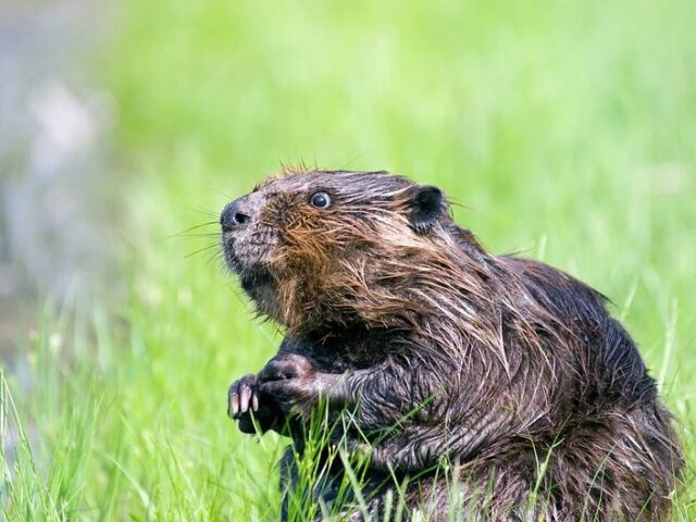 Am heutigen 7. April ist Welt-Biber-Tag / Willingmann: „Positive Entwicklung der Biber-Population ist Erfolgsgeschichte für Naturschutz in Sachsen-Anhalt“