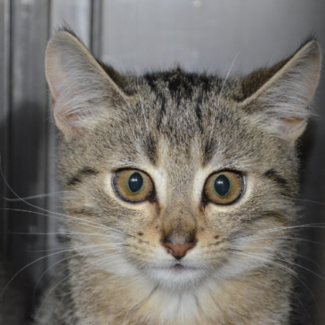 Tierschutzbericht 2025 vorgestellt: Tierschutz bleibt gesamtgesellschaftliche Aufgabe