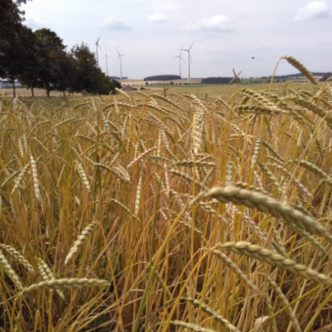 Ökolandbau in Sachsen-Anhalt verliert an Fläche