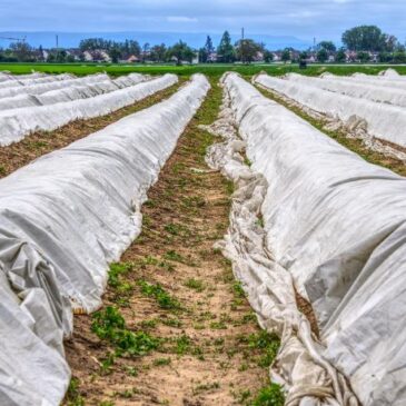 Spargelanbau in Deutschland geht zurück