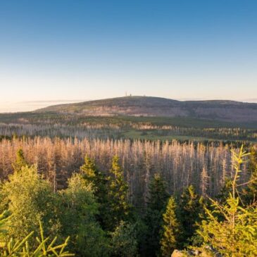Waldschutz-Expertin: Harz-Wald erholt sich