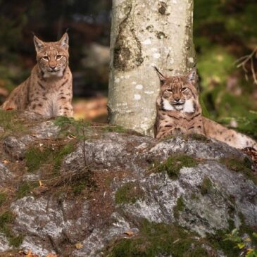 Luchs im Nationalpark Harz: Wiederansiedlung erfolgreich