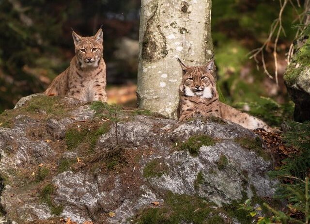 Luchs im Nationalpark Harz: Wiederansiedlung erfolgreich