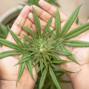 Älteste Cannabispflanze der Welt womöglich aus Sachsen-Anhalt