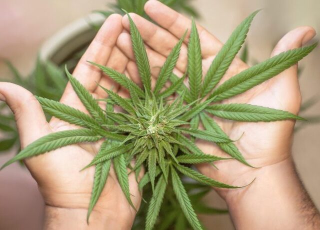 Älteste Cannabispflanze der Welt womöglich aus Sachsen-Anhalt